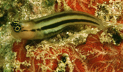 Ecsenius prooculis